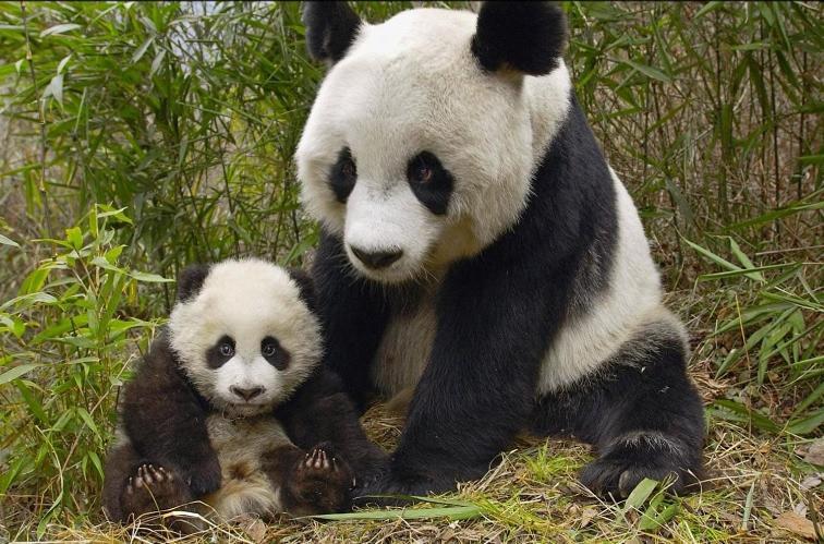 Gite Souai Et Zen , 5 Mn Du Zooparc De Beauval Appartement Saint-Aignan  Buitenkant foto